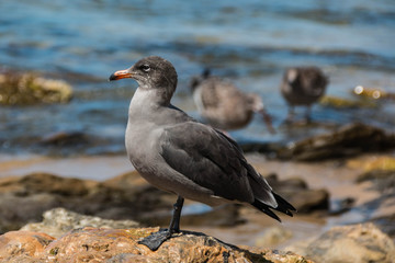 Heermann's Gull 2