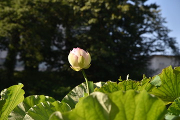 夏の日のハスの花が咲く時期