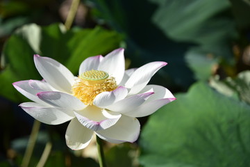 夏の日のハスの花が咲く時期