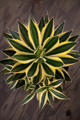 Variegated Agave Plant