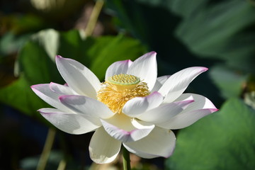 夏の日のハスの花が咲く時期