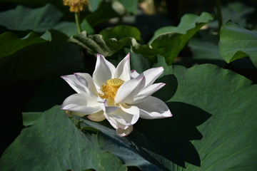 ハスの花が咲くとき