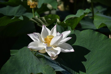 ハスの花が咲くとき