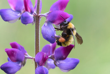 Sonoran bumblebee collecting pollen from lupine flower