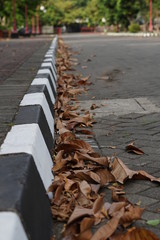 leaves on the roadside