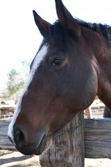 Horse Left Profile
