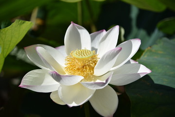 蓮の花が咲く時