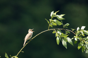 川沿いで大きな声で鳴く野鳥