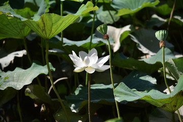 蓮の花が咲く時