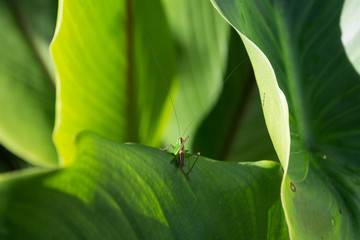 cricket
