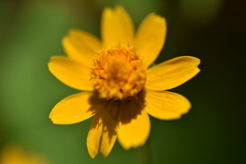 マクロの花の世界