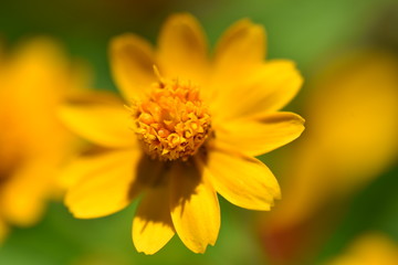 マクロの花の世界