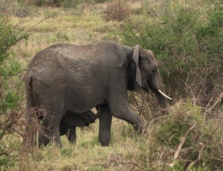 Naklejka na ściany i meble Young elephant feeding from mother