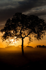 Silhouette of tree against the sunset.