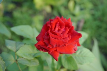 Red damask rose flower in nature garden