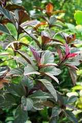 Caricature plant in nature garden