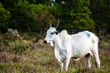  Nellore cows grazing.