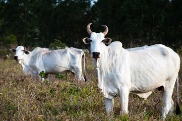  Nelore cow in the pasture looking at the camera.