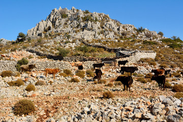 Rocky Mediterranean coastline in Taslica village near Marmaris resort town in Turkey, with cows.