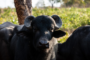 Close-up of the face of a buffalo.
