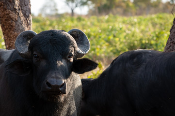 Close-up of the face of a buffalo.