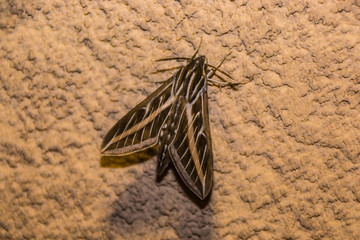 Hummingbird Moth