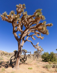 Joshua Tree