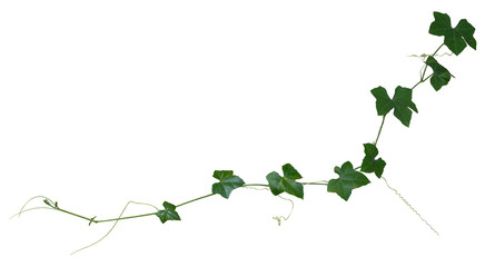 vine plant climbing isolated on white background. Clipping path © Ammak