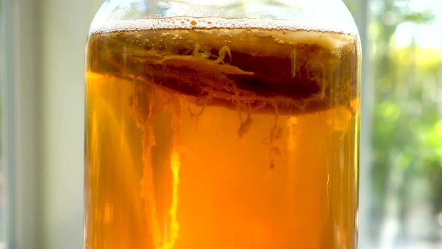 4K Kombucha tea scoby in the glass jar tilt up. Camera slowly goes up from bottom of the jar to the top to reveal scoby.