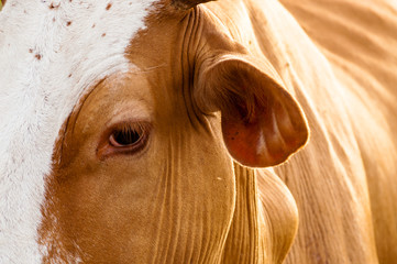 Close up of the face of a cow spotted on the grass.