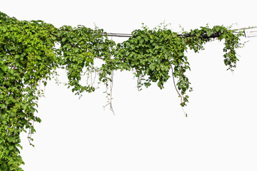 Plants ivy. Vines on poles on white background - obrazy, fototapety, plakaty