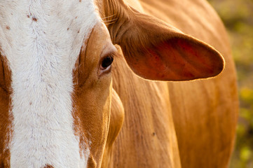 Close up of the face of a cow spotted on the grass.