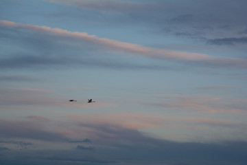 Swans flying into the sunset at Conway washington