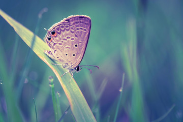 butterfly on leaves grass in morning nature spring