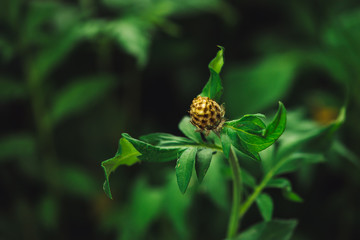Beautiful young yellow bud of cornflower among rich greenery in shadow close up. Young flower of knapweed grows in garden among foliage with copy space. Bud of centaurea dealbata in macro.