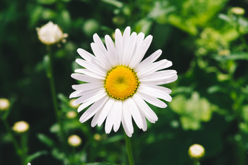 Obraz premium Cute romantic flower of daisy with vivid yellow pollen and long white petals close up. Picturesque leucanthemum vulgare in macro. Pleasant camomile on green background with copy space on greenery.
