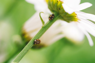 Small anther crawls on stem of daisy in macro. Spotted brown beetle on stalk of romantic flower with long white petals close up. Leucanthemum vulgare. Camomile on green background with copy space.