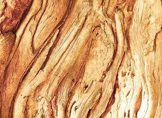 Fototapeta premium Swirly Tree Bark