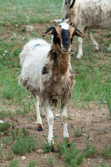 Obraz premium Goat pasture Mongolia