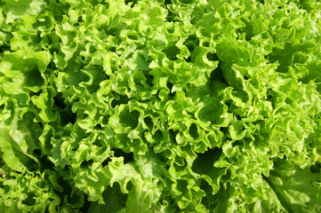 Fototapeta na wymiar Green salad background