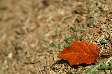 Old tree background, autumn leaf.