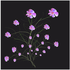 beautiful flowers