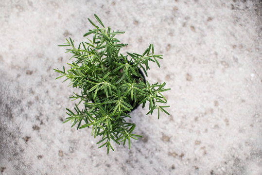 Italian rosemary in a pot, top view with concrete background and copy space