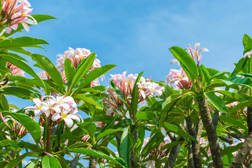 Beautiful plumeria flowers create border with blue sky for text