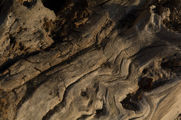 drift wood