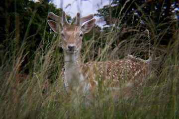 Deer in the Grass