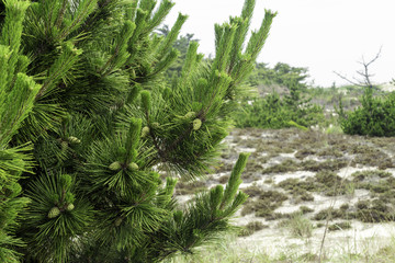 christmas tree with cones on sandy beach