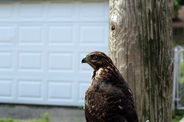 Falcon in my house 