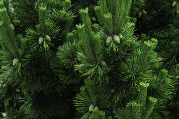 Fototapeta na wymiar christmas tree with cones