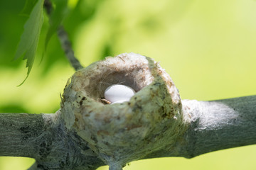 humming bird nest